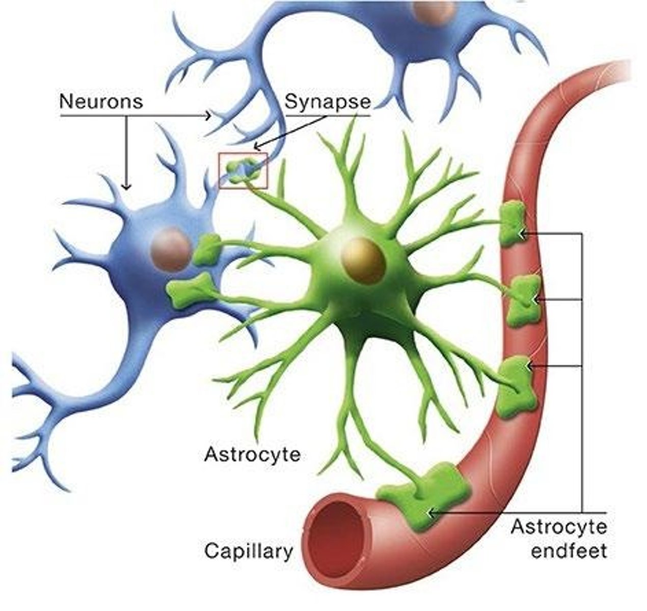 <p>Astrocytes transport nutrients from blood vessels to neurons and oligodendrocytes, regulate tissue water content, direct the formation of the blood-brain barrier, and support neuronal signal transduction.</p>