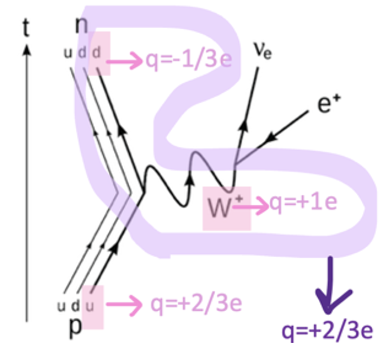 <p>q=1e</p><ul><li><p>Mediate beta-plus decay → allows charge to be conserved</p><ul><li><p>An up quark in a proton is converted into a down quark</p></li><li><p>Causes the proton to become a neutron </p></li></ul></li><li><p>Produces a positron and electron neutrino  conservation of lepton number</p></li></ul><p></p>