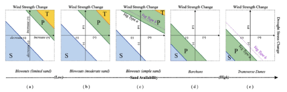 Dunes forming parabolic, get position where they join together, will get an area where you will get transverse dunes 

Increase in sand availability through increasing wind strength or drought stress ( decrease vege)

 

White= no change, but ready to go if a disruption

 

Reduce wind speeds or allow vegetation to form, transition from transverse to parabolic 

     