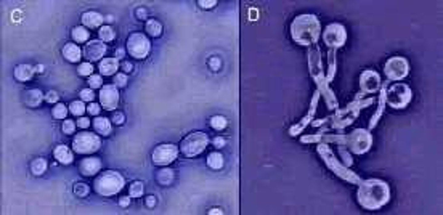 <p>Asexual spore produced from 'budding' from the parent, typical in yeasts.</p>