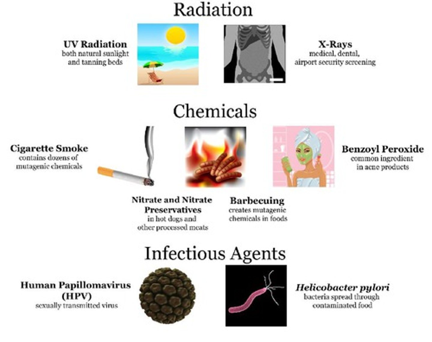 <p>A chemical or physical agent that interacts with DNA and causes a mutation.</p>