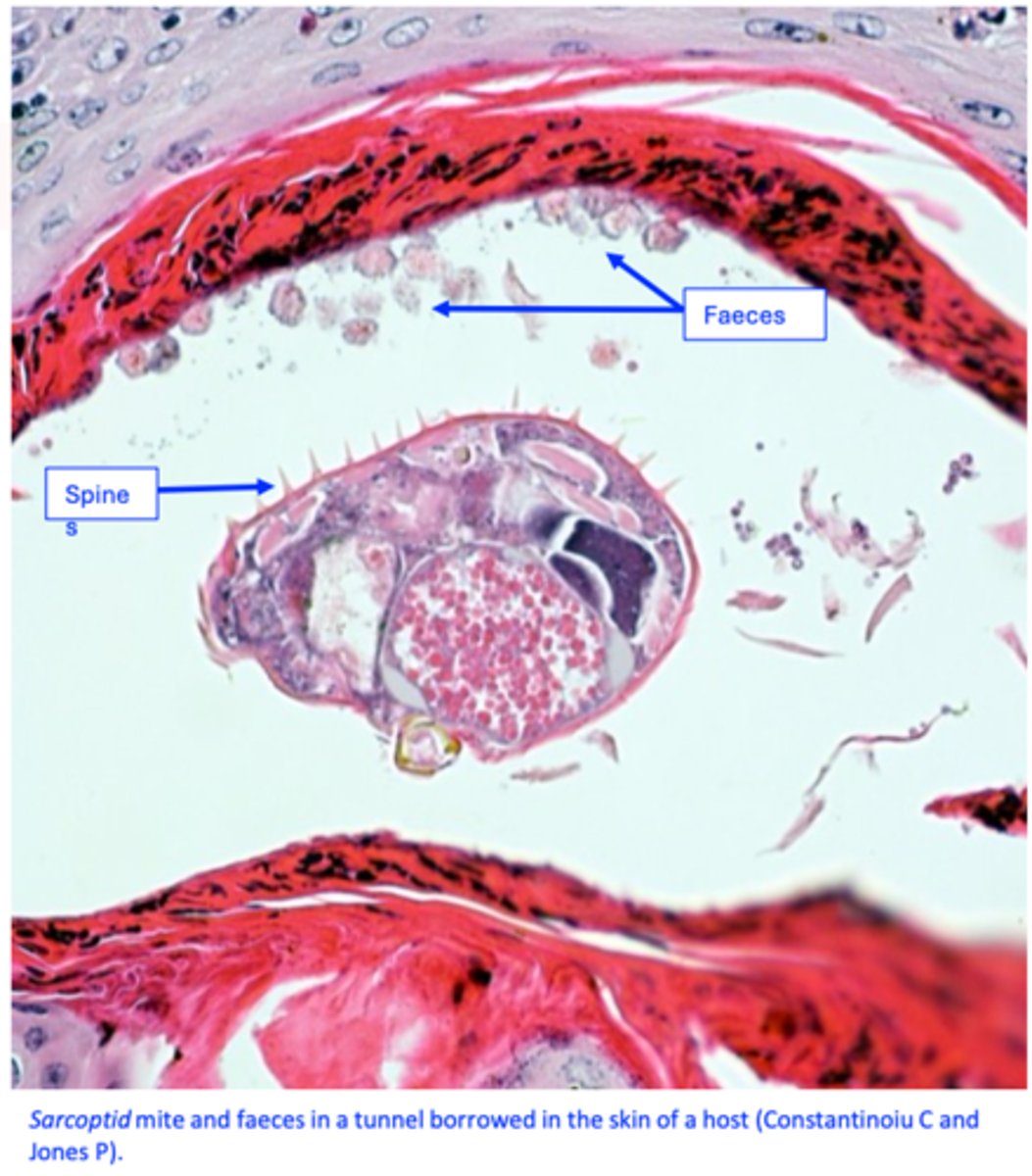<p>The mites act:</p><p>• Mechanically, while burrowing in the epidermis (chelicerae, gnatosoma, first pair of legs) =&gt; irritation, hyperkeratosis;</p><p>• Secretions, faeces, eggs induce both immediate and delayed hypersensitivity reactions 3-4 weeks after infestation =&gt; intense pruritus, congestion, papules.</p>