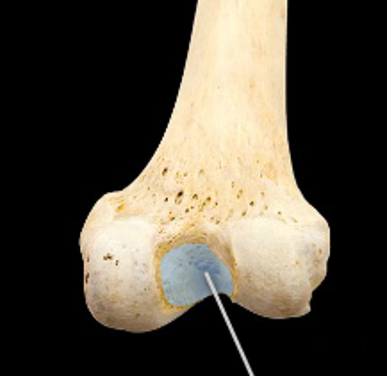 <p>Name the structure.</p>