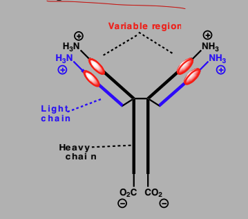 <p>Proteins produced by immune system</p><p>Recognizes and binds to foreign antigens </p><p>Y-shaped molecules consisting of 2 heavy and two light chains</p><p>variable region at tips of the arms</p><p>Bind to foreign antigens on foreign cells and mark it for destruction.</p><p>Cell destroyed by immune system </p><p>Antibodies have been designed as anticancer agents</p>