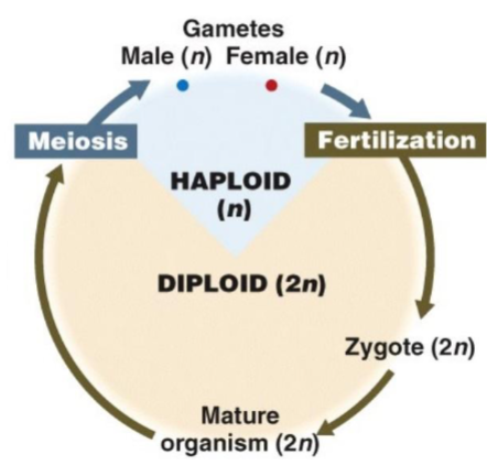 <p>multicellular, diploid adult stage (animals)</p>