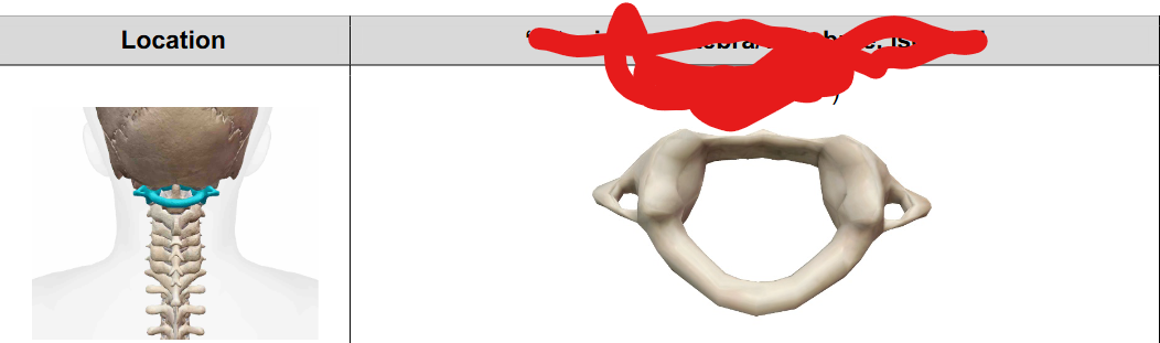 <p>What vertebra?</p>
