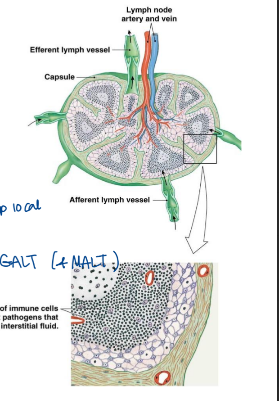 <ul><li><p>filters fluid enters into lymphatic capillaries</p></li><li><p>passes though lymph nodes en route to the heart</p></li><li><p>lymphocytes are aggregated in the lymph node (a lot in there)</p><ul><li><p>activate in response to antigens in lymphatic fluid</p><ul><li><p>eliminate spread to other parts of the body (contain the spread, try to keep local)</p></li></ul></li></ul></li><li><p>tonsil and gut associated lymphoid tissue (GALT) forms aggregates of lymphatic tissue</p><ul><li><p>function in immune system surveillance</p></li></ul></li></ul><p></p>