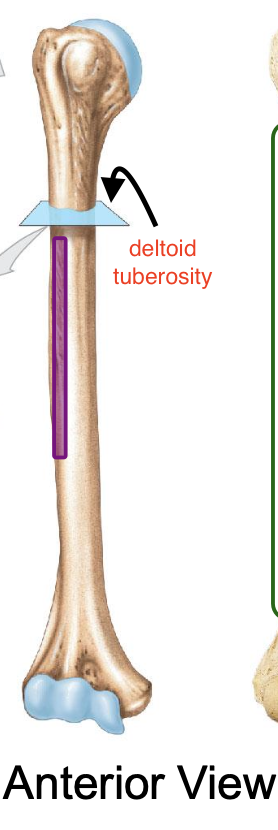 <p>Why is the deltoid tuberosity important</p>