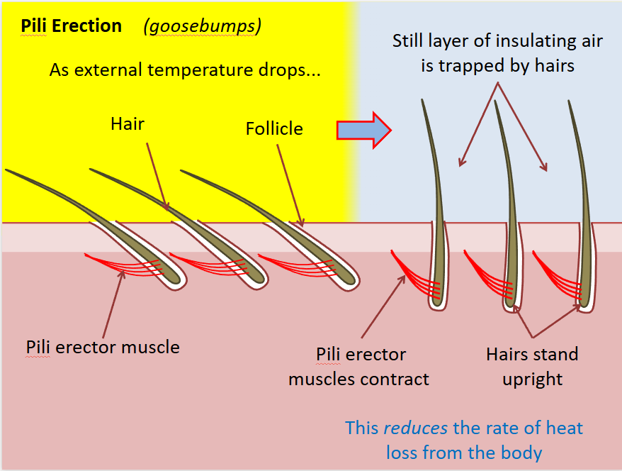 <ul><li><p>the hairs trap layer of air next to skin which is then left warmed by the body heat </p></li><li><p>the air becomes an insulating layer</p></li></ul><p></p>