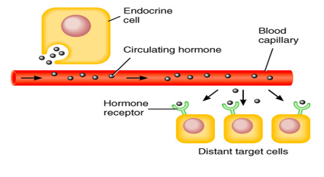 <ul><li><p>Chemical messages that are released from glands</p></li><li><p>Only act on a target tissue or organ with specific receptors for specific hormone. </p></li><li><p>ALL hormones have ONE common feature – all travel through bloodstream *<u>Ductless System</u></p><p></p></li></ul><p></p>