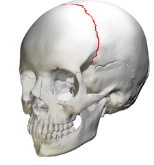 <p>suture connecting parietal bone and frontal </p>