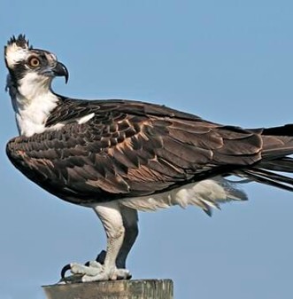 <p>● feet raptorial</p><p>● bill sharp, strongly hooked with cere</p>
