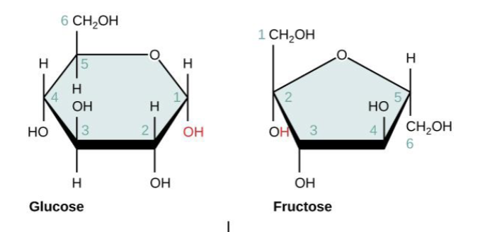 <p>How does sucrose form?</p>