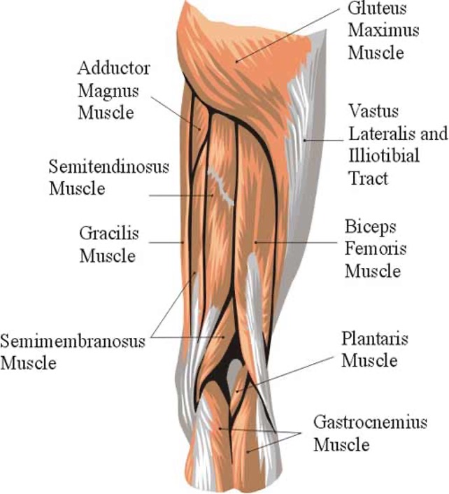 <p><mark data-color="red">semitendinosus</mark>- extend thigh, flex/medially rotate leg</p><p><mark data-color="red">semimembranosus</mark>- extend thigh, flex/medially rotate leg</p><p><mark data-color="red">biceps femoris</mark>-</p><ul><li><p><mark data-color="red">long head</mark>: flex and laterally rotate leg when knee is flexed</p></li><li><p><mark data-color="red">short head</mark>: flex and laterally rotate leg when knee is flexed </p></li></ul>