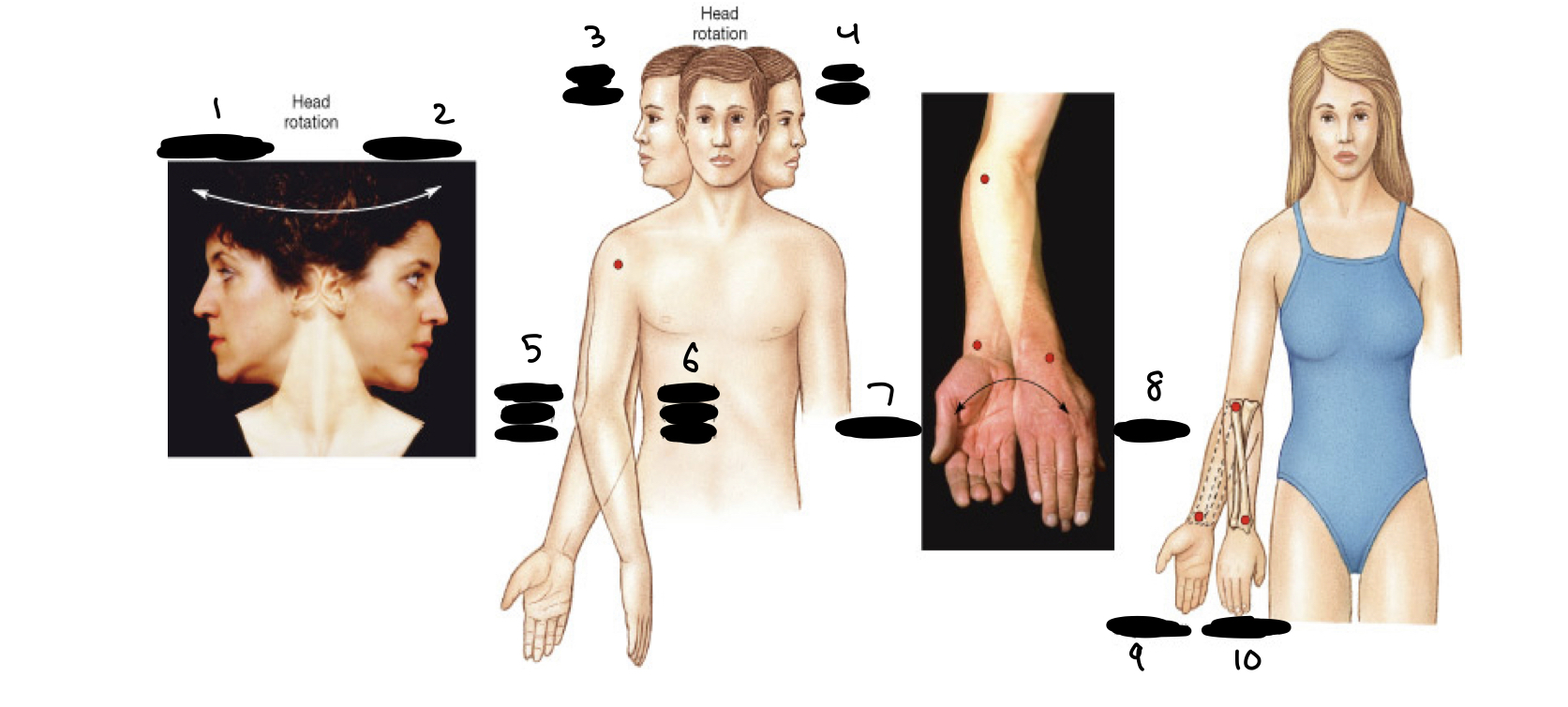 <ol><li><p>right rotation</p></li><li><p>left rotation</p></li><li><p>right rotation</p></li><li><p>left rotation</p></li><li><p>external (lateral) rotation</p></li><li><p>internal (medial) rotation</p></li><li><p>supination</p></li><li><p>pronation</p></li><li><p>supination</p></li><li><p>pronation</p></li></ol>