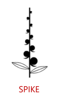 SPIKE