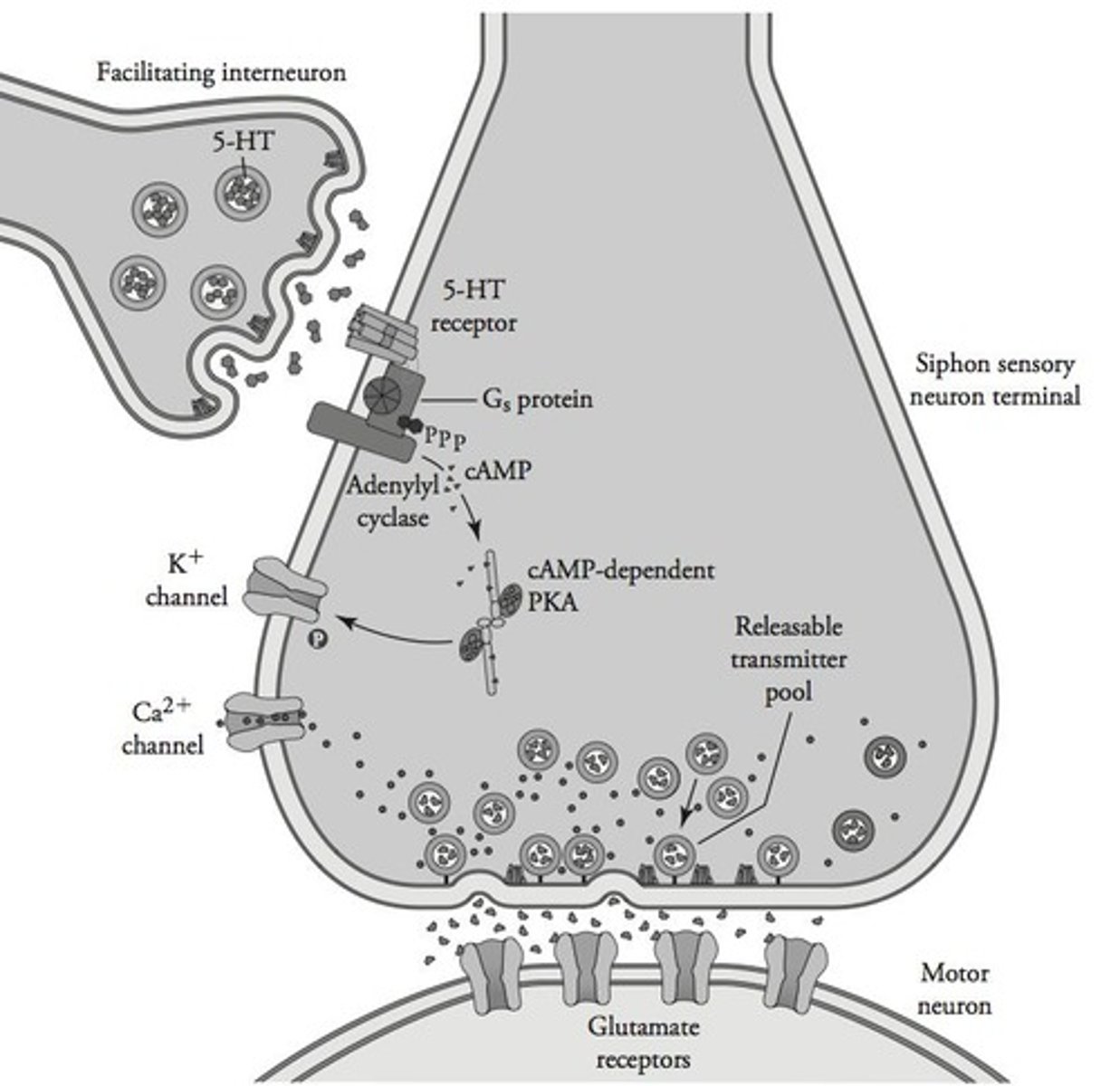 <p>Ca++ fosters the conversion of ATP to cAMP by adenylate cyclase.</p>