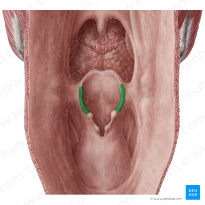 <p>Extends from epiglottis to paired arytenoid cartilage</p>