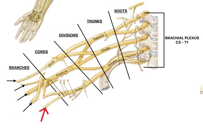 <p>Which nerve of the brachial plexus is:</p><ul><li><p>Medial cord</p></li></ul><p></p>