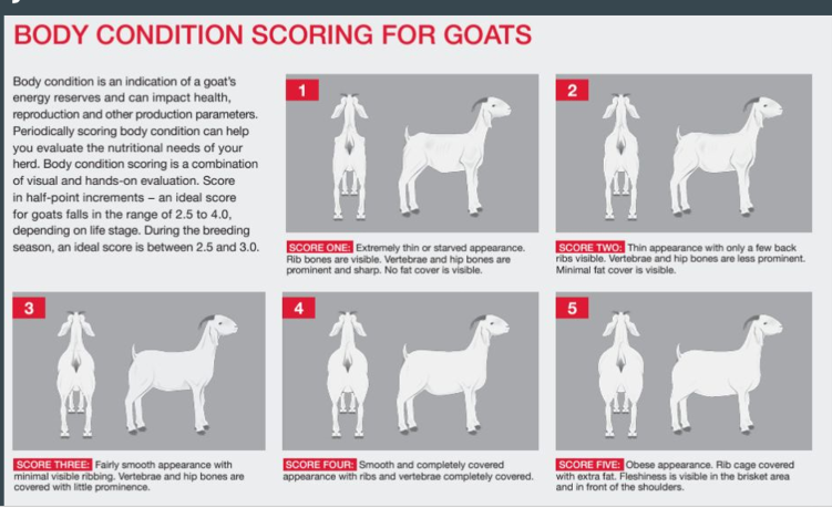 <ul><li><p>same as sheep </p></li><li><p>goats first deposit fat intra-abdominally </p></li><li><p>thus we add 0.5 to the BCS score for goats on a 5 point scale </p></li></ul>