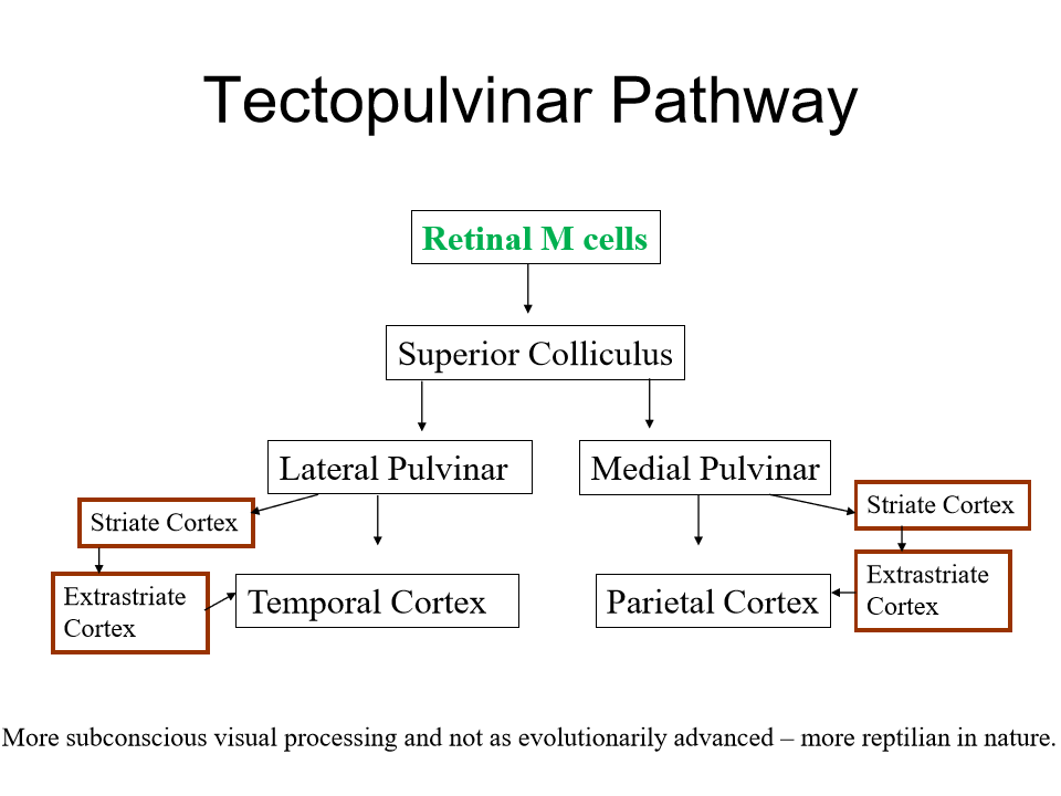<p>very innate, M cells goes from retina to superior colliculus which sends info to the pulvinar region of the thalmus</p><p></p><p>medial pulvinar - sends connections to parietal lobe</p><p>Lateral Pulvinar- sends connections to temporal lobe</p>