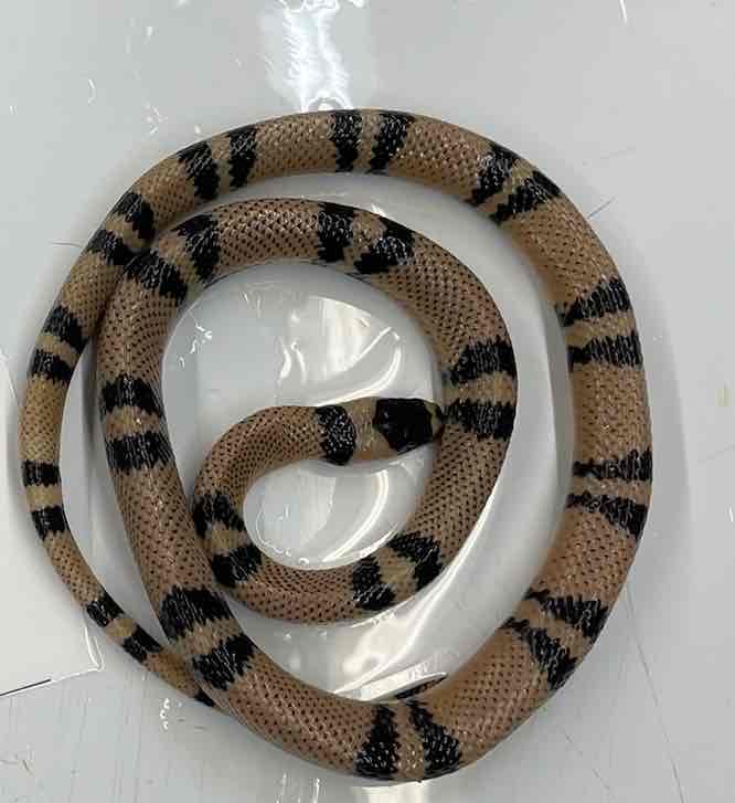 <p>milksnake</p>