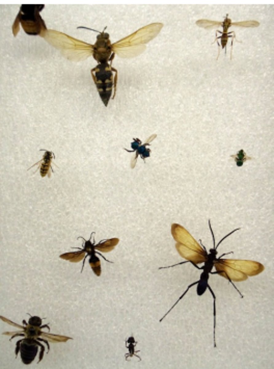 <p>Bees, wasps, ants</p><p>- winged species have 4 membranous wings</p><p>- hindwings smaller than forewings, connected</p><p>- ovipositor may be developed into a stinger</p><p>- many have narrow waist</p><p>- holometabolous</p>