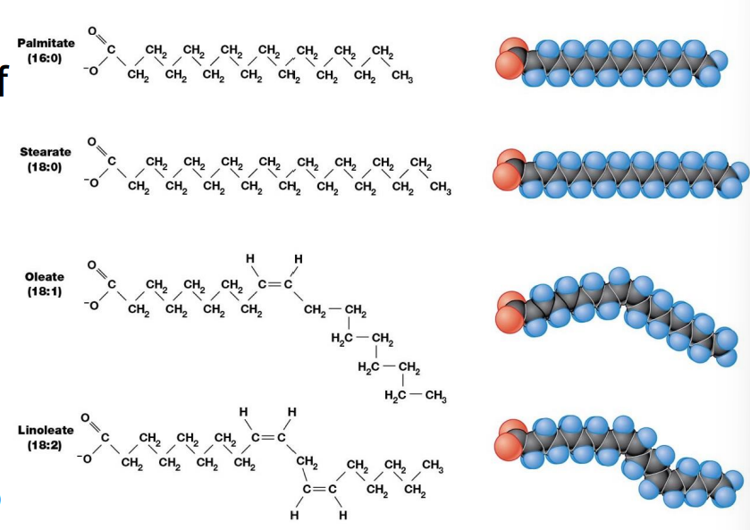 <ul><li><p>Components of all membrane lipids (excluding Sterols)</p></li><li><p>Hydrocarbon tails bar polar solutes from diffusing&nbsp;</p></li><li><p>Saturated - no double bonds</p></li><li><p>Unsaturated - double bonds</p></li></ul><p></p>
