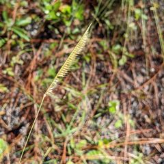 a running grass with a lopsided floral stalk that can grow three to five feet tall
