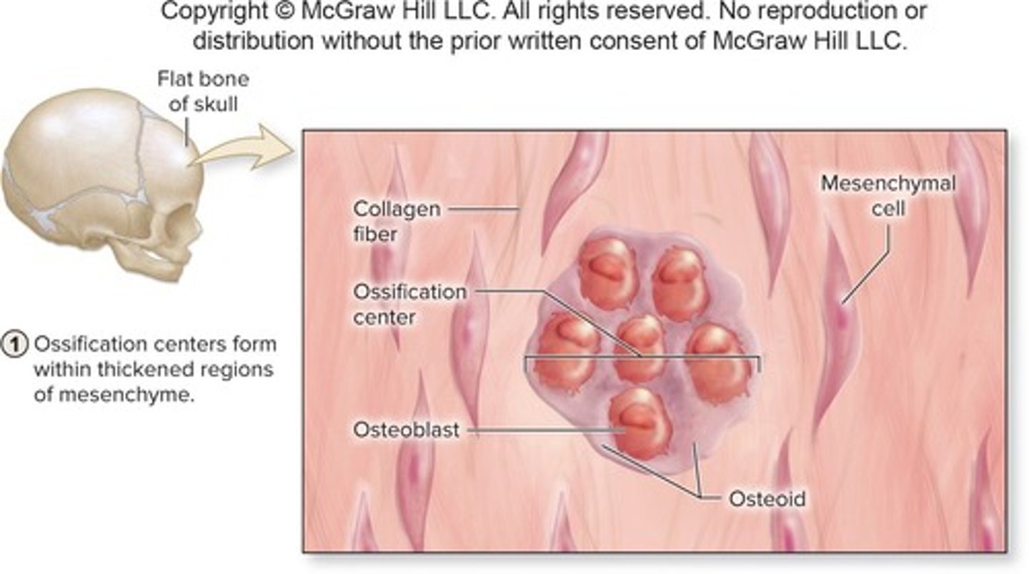 <p>Ossification (osteogenesis) is the formation and development of bone connective tissue.</p>
