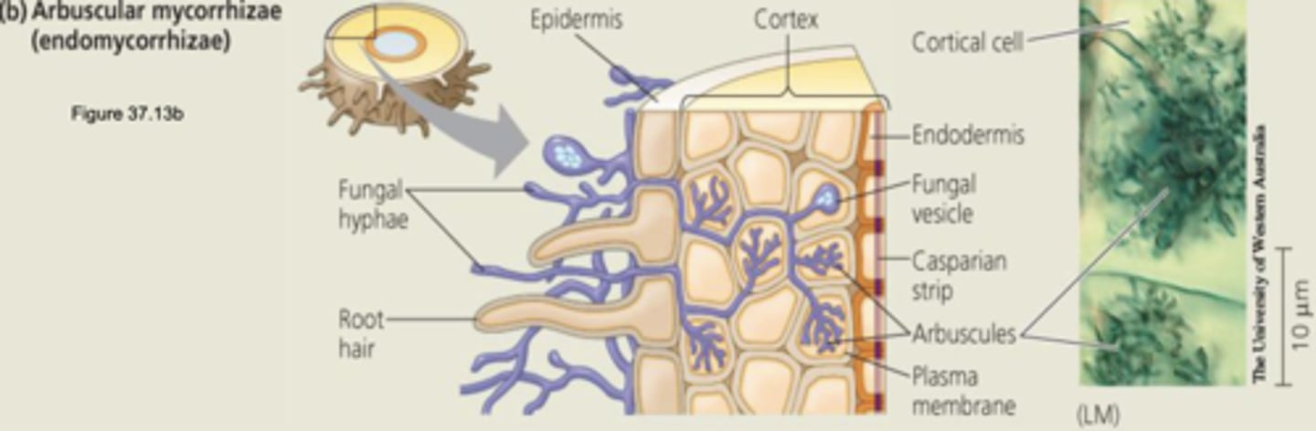 <p>Fungus provides arbuscules (exchange sites), hyphae (fungal filaments), and vesicles (energy storage organs)</p><p>- In 85% of plant species, including grains and legumes (because significant survival/growth benefits enabled plants to colonize land and thrive in diverse, often nutrient-poor environments)</p><p>- Fungal hyphae extends into root</p><p>- Penetrate cell wall (but not plasma membrane) to form arbuscules</p>