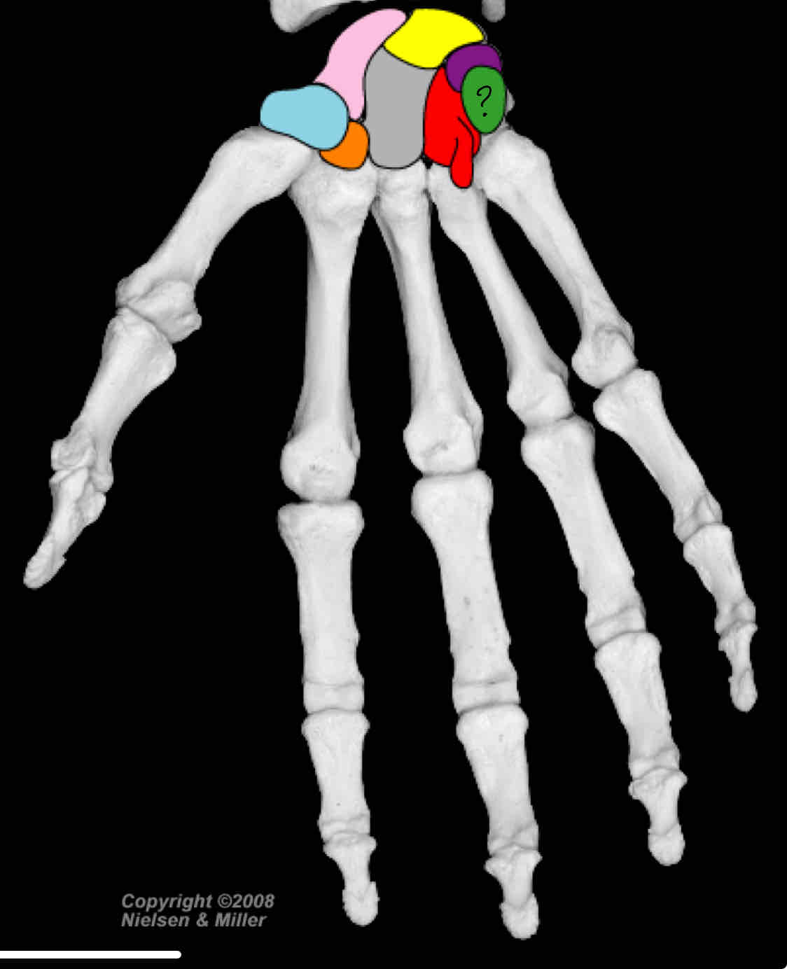 term image