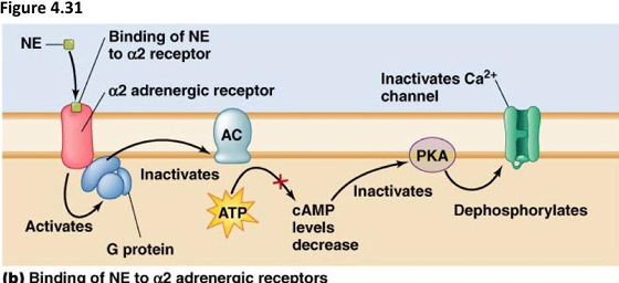 <p>describe alpha 2 adrenergic receptor signalling</p>