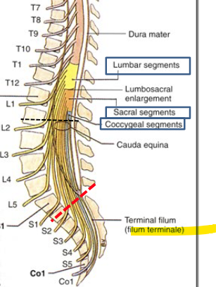 <p>Continuous onto the cranial pia level of the foramen magnum </p><p>closely envelopes the spinal cord giving fibrous projection called filum terminale </p>