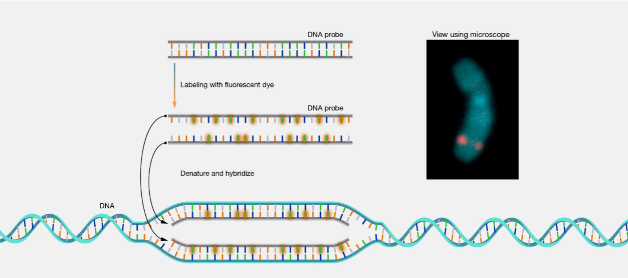 <p>A technique to detect the presence or absence and <u>location</u> of specific DNA or RNA sequences within preserved chromosome preparations, fixed cells or tissue sections</p><ul><li><p>Can visualize chromosomal deletions, duplications, translocations, copy number variations (ploidy)</p></li></ul><p></p>