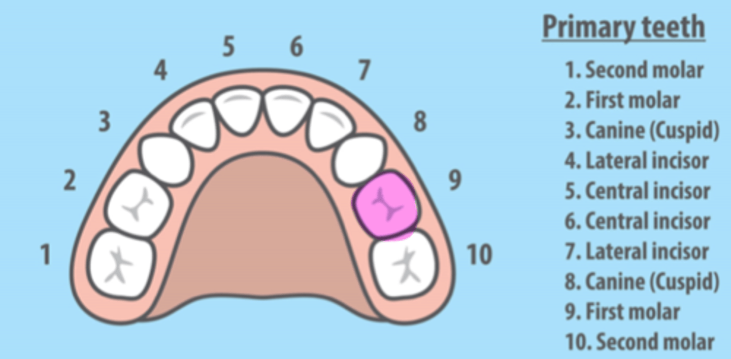<p>Maxillary Left Primary First Molar</p>