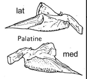 <p>A bone that forms part of the hard palate.</p>