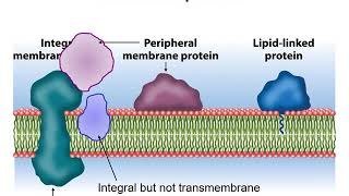 <ul><li><p><strong><span>Linked to one or more lipid molecules through different covalent bonds&nbsp;</span></strong></p></li><li><p><strong><span>Protein itself does not enter the bilayer</span></strong></p></li></ul>