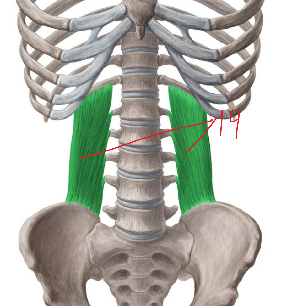 Muscle in the vertebral column #14