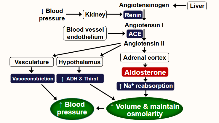 <p><span style="color: rgb(255, 255, 255);"><span>• Major mineralocorticoid</span></span><span style="color: rgb(255, 255, 255);"><br></span><span style="color: rgb(255, 255, 255);"><span>• 50-70% bound to albumin in plasma</span></span><span style="color: rgb(255, 255, 255);"><br></span><span style="color: rgb(255, 255, 255);"><span>• Half-life 15-20 minutes</span></span><span style="color: rgb(255, 255, 255);"><br></span><span style="color: rgb(255, 255, 255);"><span>• Primary action on kidney, colon and salivary glands to maintain normal Na+</span></span><span style="color: rgb(255, 255, 255);"><br></span><span style="color: rgb(255, 255, 255);"><span>concentration and extracellular fluid volume</span></span><span style="color: rgb(255, 255, 255);"><br></span><span style="color: rgb(255, 255, 255);"><span>• Binds to mineralocorticoid receptors within principal cells</span></span><span style="color: rgb(255, 255, 255);"><br></span><span style="color: rgb(255, 255, 255);"><span>• Upregulates ENaC</span></span><span style="color: rgb(255, 255, 255);"><br></span><span style="color: rgb(255, 255, 255);"><span>• Upregulates &amp; activates Na+/K+ ATPase</span></span><span style="color: rgb(255, 255, 255);"><br></span><span style="color: rgb(255, 255, 255);"><span>• Na+ reabsorption: with aldosterone >99.6% and without ≈ 98%</span></span><span style="color: rgb(255, 255, 255);"><br></span><span style="color: rgb(255, 255, 255);"><span>• Difference ≈ 3.5L of fluid/day</span></span><span style="color: rgb(255, 255, 255);"><br></span></p>