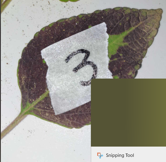 <p>Coleus sp.</p>
