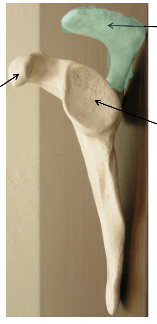 <p>corocoid process</p>