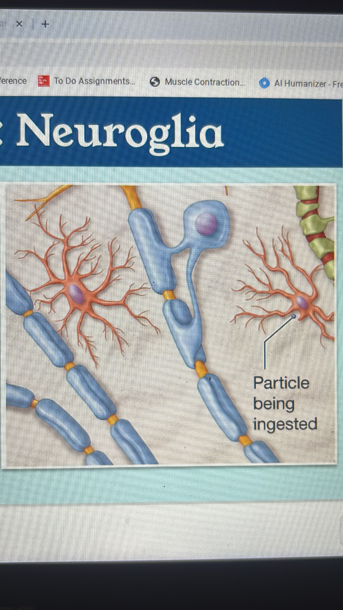 <p>CNS</p><p>activated by injury</p><p>removes cells and debris by phagocytosis</p><p>stimulate inflammation</p>