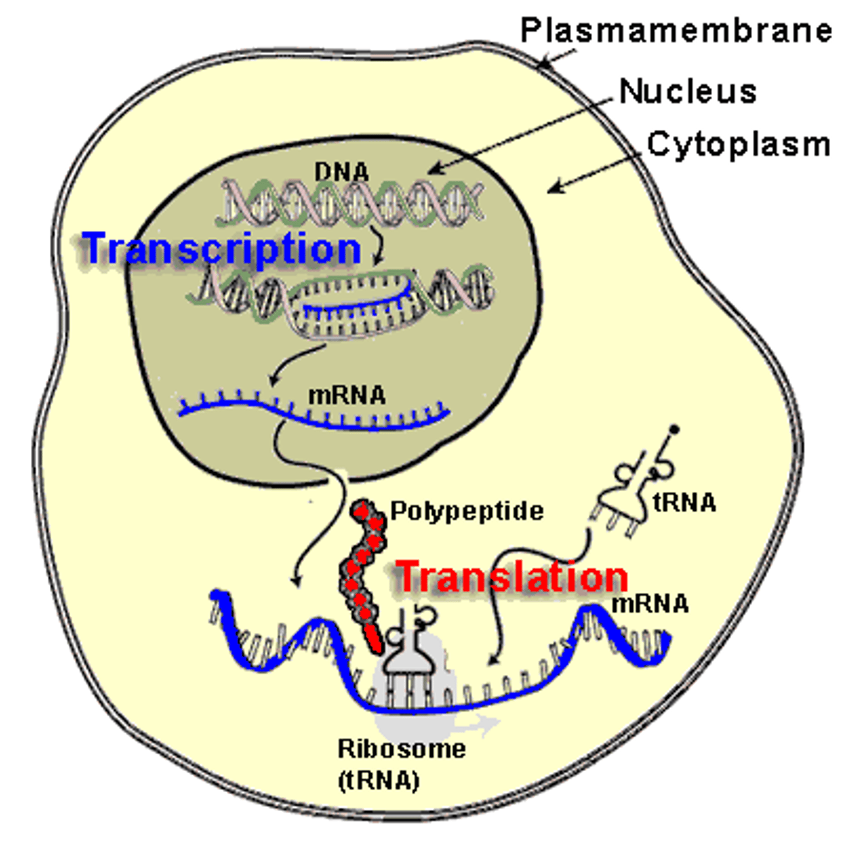 <p>transfer of genetic information</p><p>DNA-->RNA-->proteins</p>
