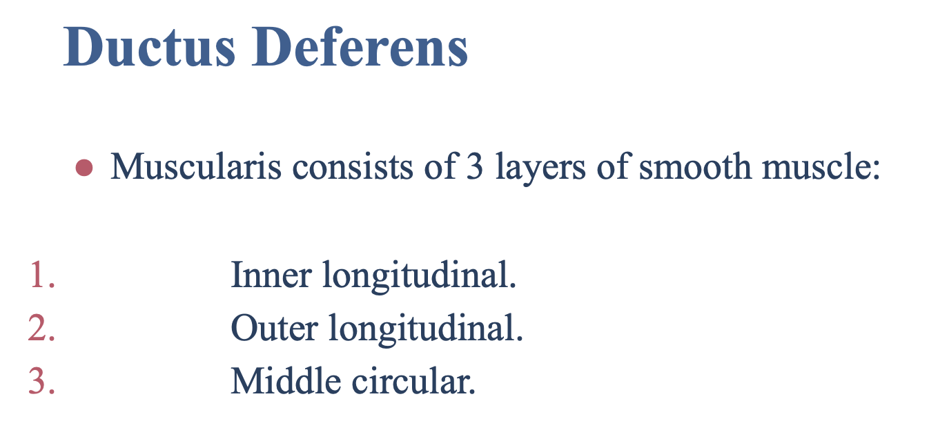 <p><span><strong>1</strong> circular layer and <strong>2</strong> longitudinal layers of smooth muscle:</span></p><ul><li><p>Inner <u>longitudinal </u>layer</p></li><li><p>Middle <u>circular</u> layer</p></li><li><p>Outer <u>longitudinal</u> layer</p></li></ul><p></p>