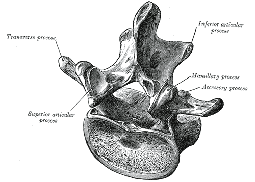 <p>Any bony projection; generally the site of muscle attachment </p>