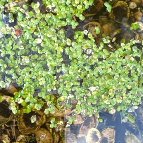 <p>1-5 mm, floating, primarily asexual. Each thallus has single roots</p>