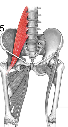 <p>name; origin/insertion</p>