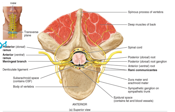 <ul><li><p>the spinal nerves immediately branch into</p><ul><li><p>the dorsal ramus → innervates the skin and the muscles of the back</p></li><li><p>the ventral ramus → innervates the thoracic nerves T1-T12 and the plexuses</p></li><li><p>the rami communicants: forms a component of the autonomic nervous system</p></li></ul></li><li><p>all but the first spinal nerve leave through the intervertebral foramina of the vertebrae</p><ul><li><p>branching very useful to have one wire do many things</p></li></ul></li></ul><p></p>