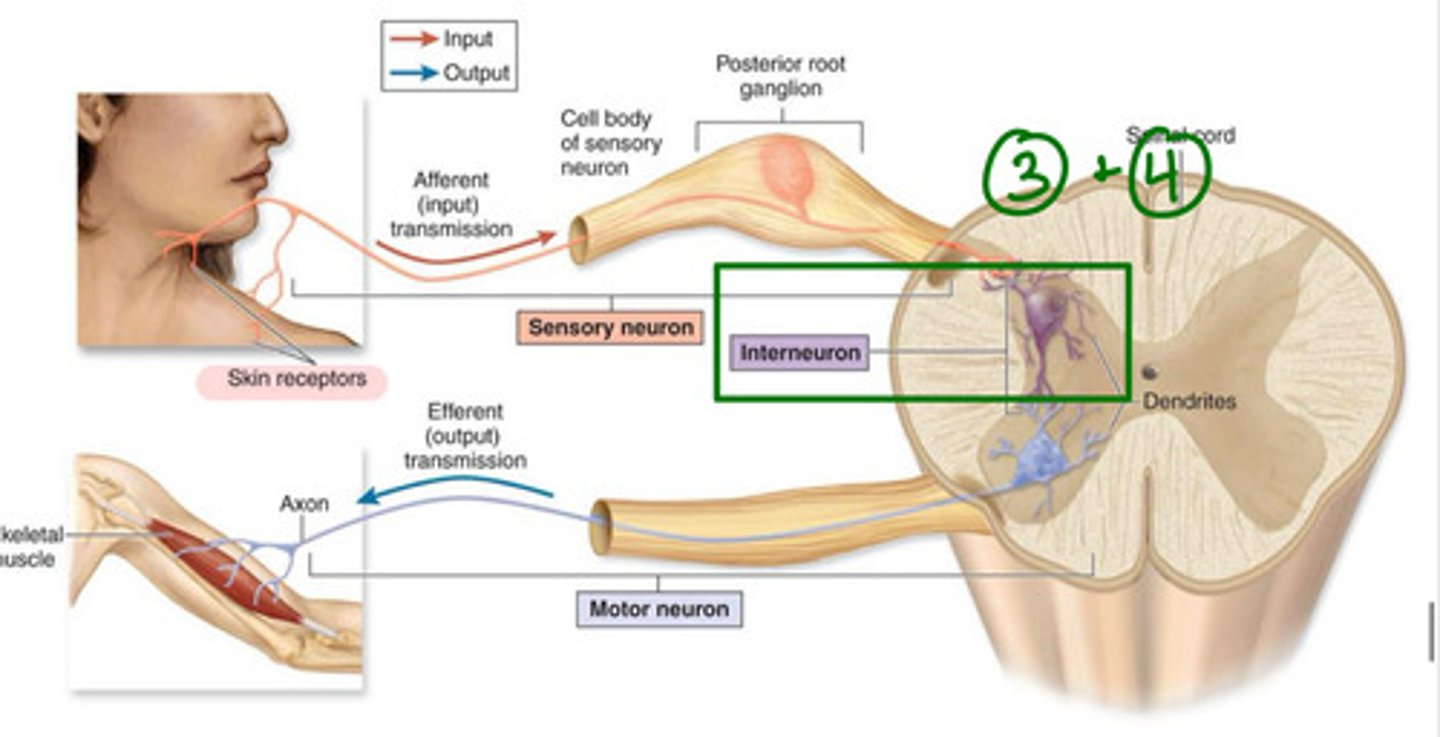 <p>what is step 3 of 6 in a basic spinal cord circuit?</p>